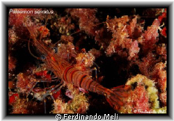 Palaemon serratus. by Ferdinando Meli 